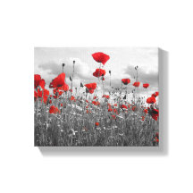 Wild Poppies in Black, White and Red