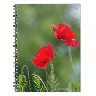 Wild poppies notebook