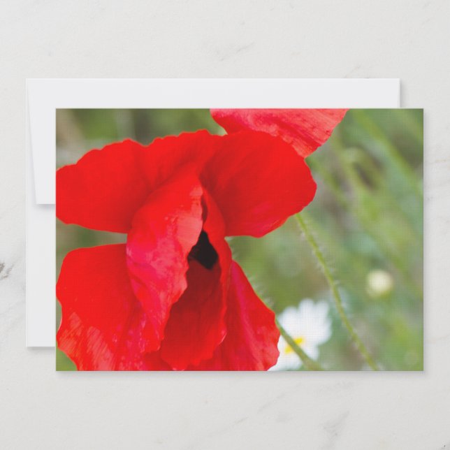 Wild poppy (Front)