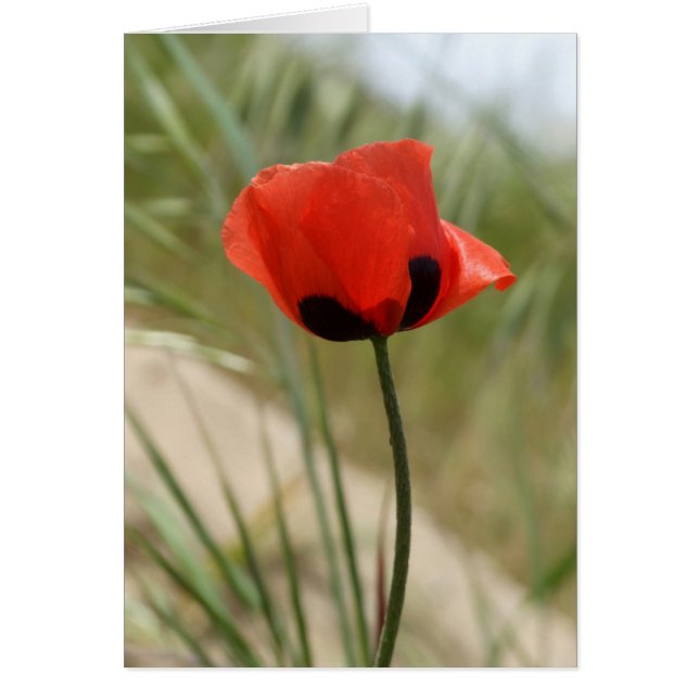 Wild Poppy Card (Front)