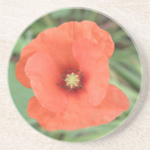 Wild Poppy Flower Coasters