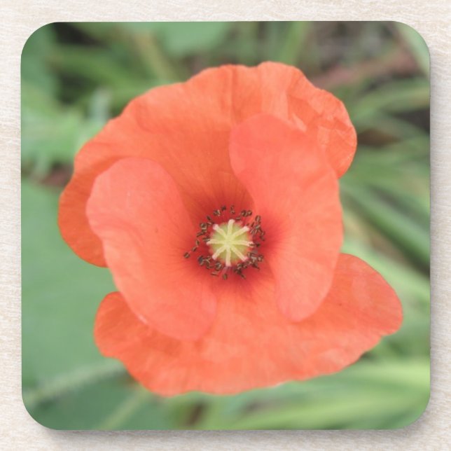 Wild Poppy Flower Cork Coaster (Front)