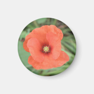 Wild Poppy Flower Magnet