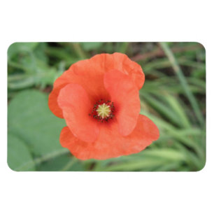 Wild Poppy Flower Premium Magnet