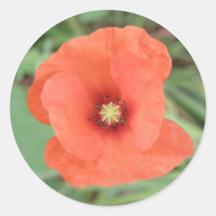 Wild Poppy Flower Sticker