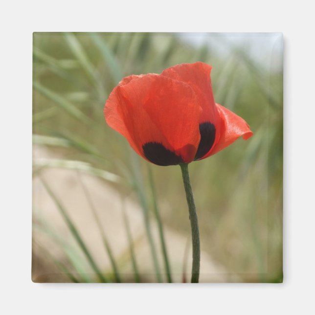 Wild Poppy Magnet (Front)