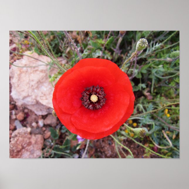Wild Poppy Poster (Front)