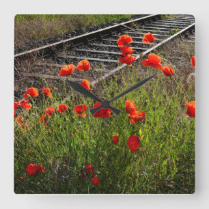 Wild poppy  square wall clock