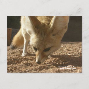 Wild Postcard - Fennec