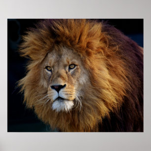 Wild Predator Lion with Mane Poster