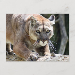 Wild Puma Postcard