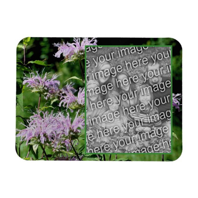 Wild Purple Bee Balm Frame Add Your Photo Magnet (Horizontal)