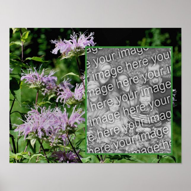 Wild Purple Bee Balm Frame Add Your Photo Poster (Front)