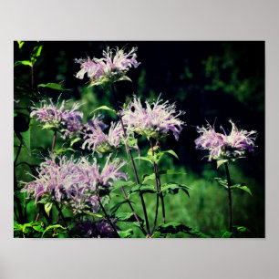 Wild Purple Bee Balm Poster
