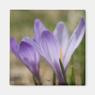 wild purple crocuses magnet