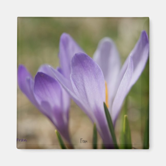 wild purple crocuses magnet (Front)