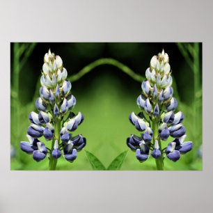 Wild Purple Lupine Flower Mirror Abstract  Poster