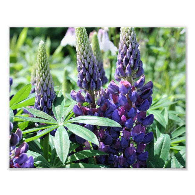 Wild Purple Lupines 10x8 Flower  Photo Print (Front)