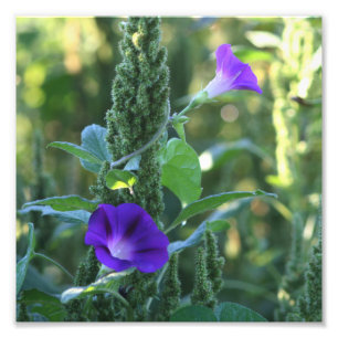 Wild Purple Morning Glory Flowers 8x8 Photo Print