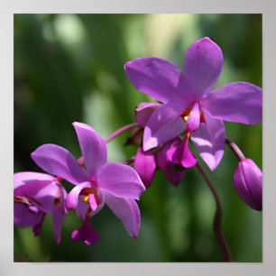 Wild Purple Orchids on Poster