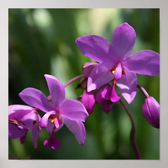 Wild Purple Orchids on Poster (Front)