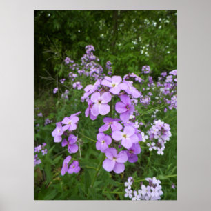 Wild Purple Periwinkle Flower Photograph Poster