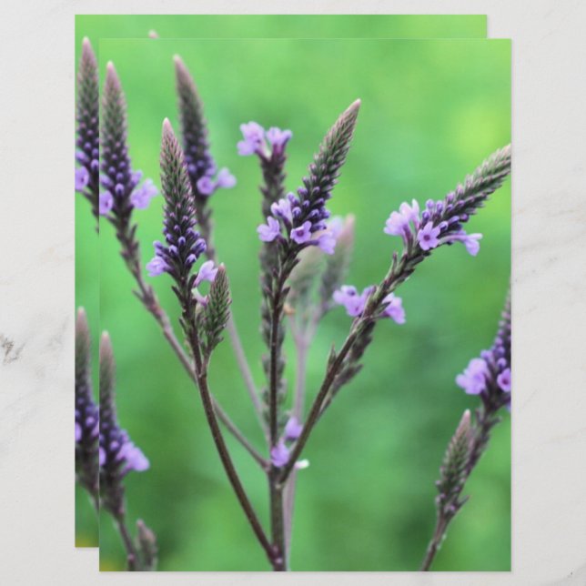 Wild Purple Vervain Flower Scrapbook (Front/Back)