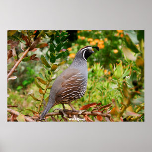 Wild Quail Poster