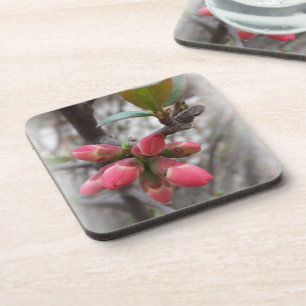 wild quince blooming coaster