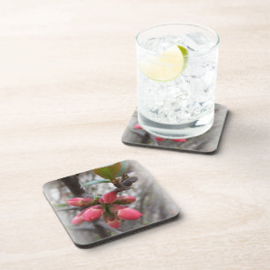 wild quince blooming coaster