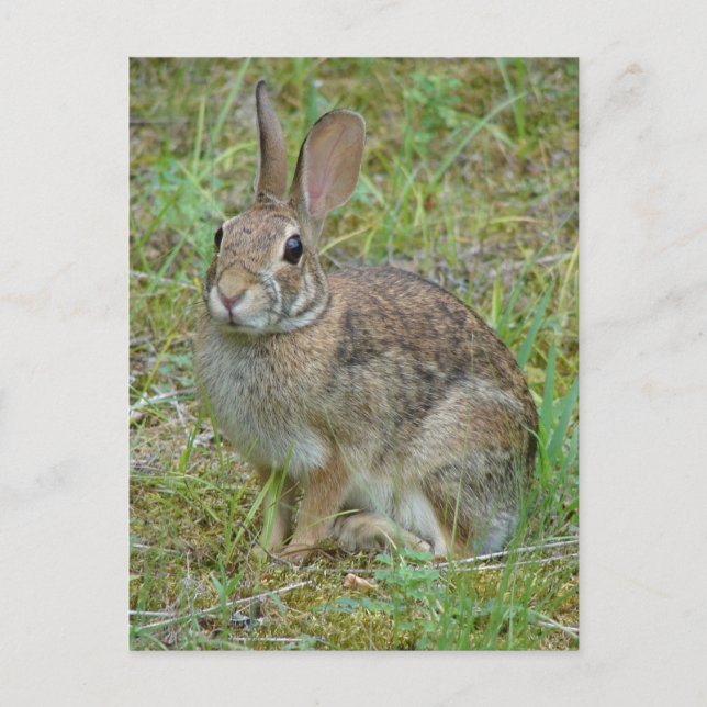 Wild Rabbit Eastern Cottontail Apparel and Gifts Postcard (Front)