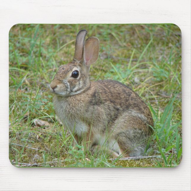Wild Rabbit Eastern Cottontail II Apparel & Gifts Mouse Pad (Front)