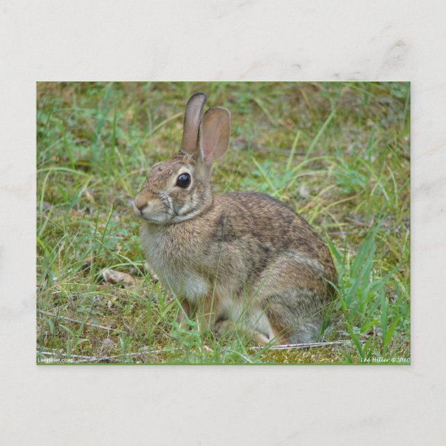 Wild Rabbit Eastern Cottontail II Apparel & Gifts Postcard (Front)