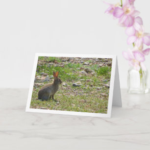 Wild Rabbit in Canyon Card