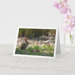 Wild Rabbit in Canyon Card
