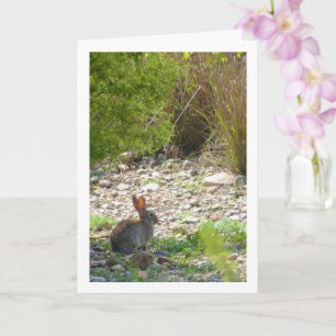 Wild Rabbit in Canyon Card