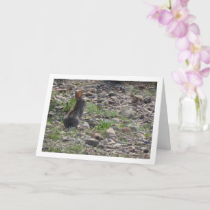Wild Rabbit in Countryside Card