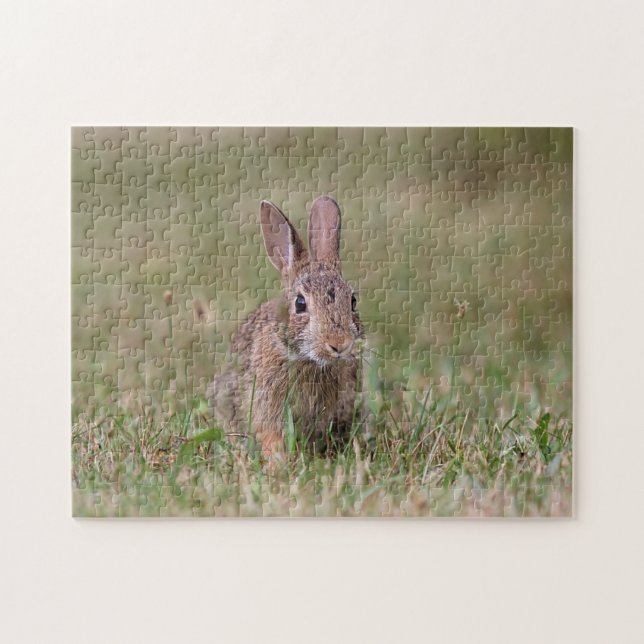 Wild rabbit jigsaw puzzle (Horizontal)