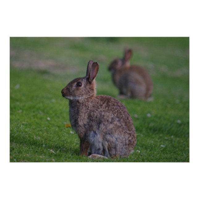 Wild Rabbit Photo Print (Front)