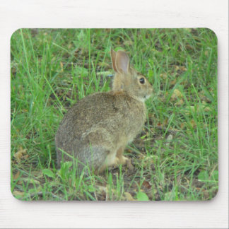 Wild  Rabbit Resting Mouse Pad