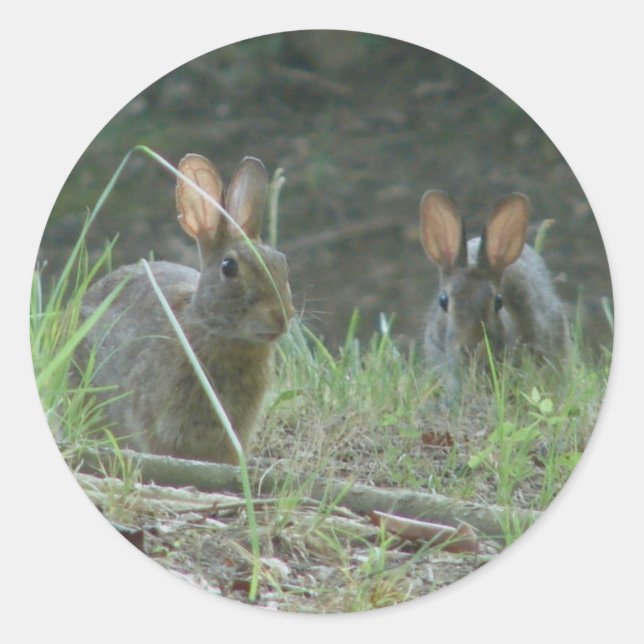 Wild Rabbits Eastern Cottontail Pair Apparel Gifts Classic Round Sticker (Front)