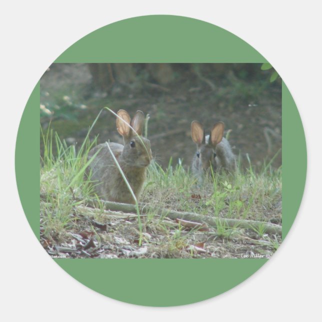 Wild Rabbits Eastern Cottontail Pair Apparel Gifts Classic Round Sticker (Front)