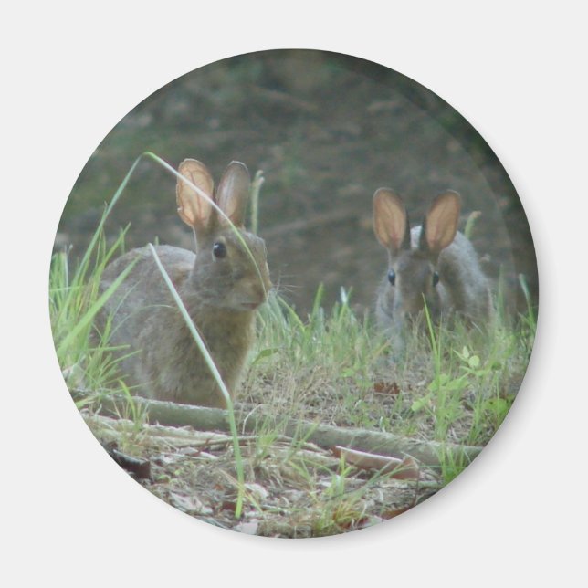 Wild Rabbits Eastern Cottontail Pair Apparel Gifts Magnet (Front)