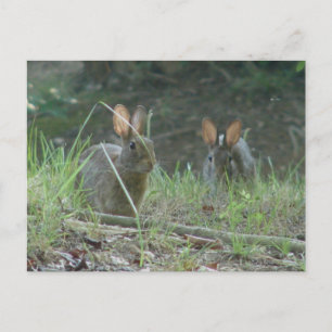 Wild Rabbits Eastern Cottontail Pair Apparel Gifts Postcard