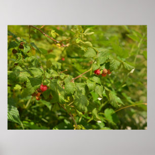 Wild Raspberries in the Alps - Green & Red Photo Poster