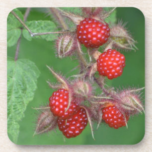 Wild Raspberry Coaster