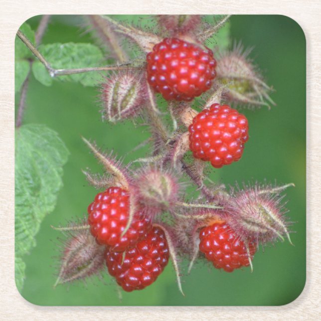 Wild Raspberry Party Coaster (Front)