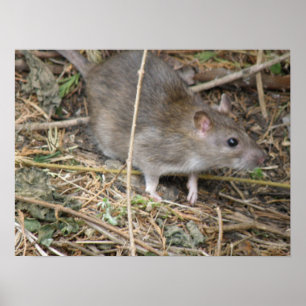 Wild Rat Field Trip Print