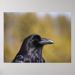 Wild Raven Portrait - Fine Art Print