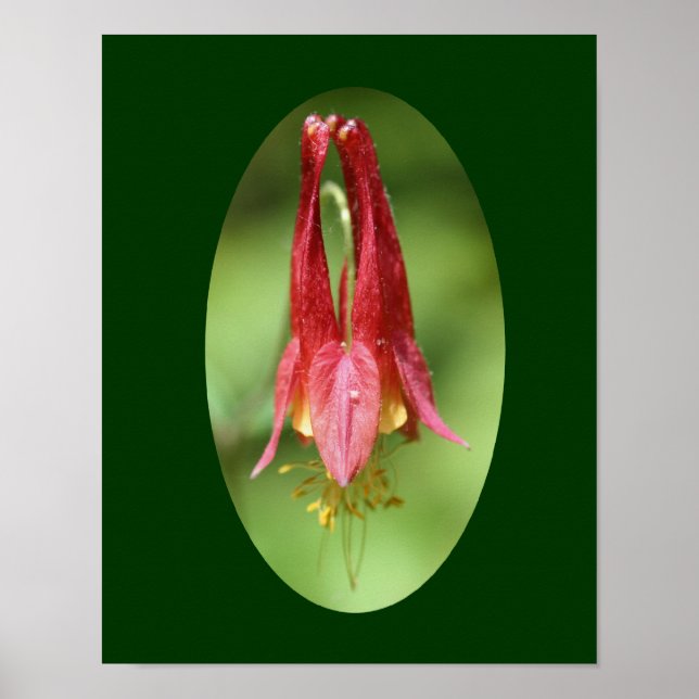 Wild Red Columbine Flower Poster (Front)